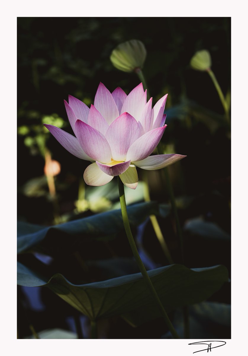 C'est un jardin extraordinaire !   
"Lumineuse..."
#jardindesmartels #tarn #occitanie  
23 août 2025