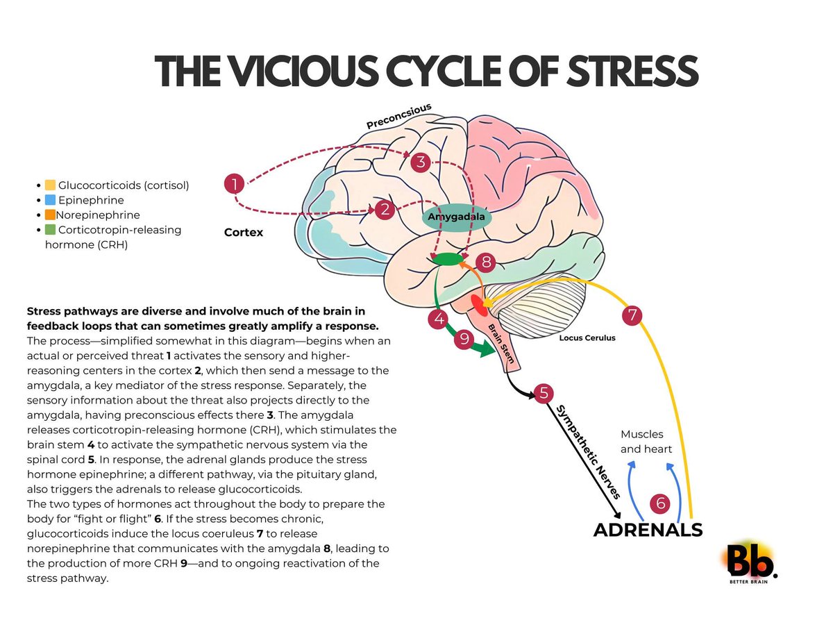 gerrydiamond71's tweet photo. Chronic stress hijack neural circuits. The amygdala, the brains threat detector, chronic stress make it overreactive. This weakens the pre-frontal cortex, making it difficult to manage impulse control, think,plan,process information &amp; problem solve.🧠🌱 https://t.co/aTZhWUSZKq