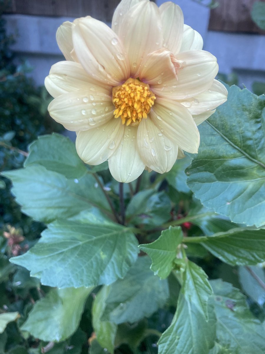 Kate Bod tweet media