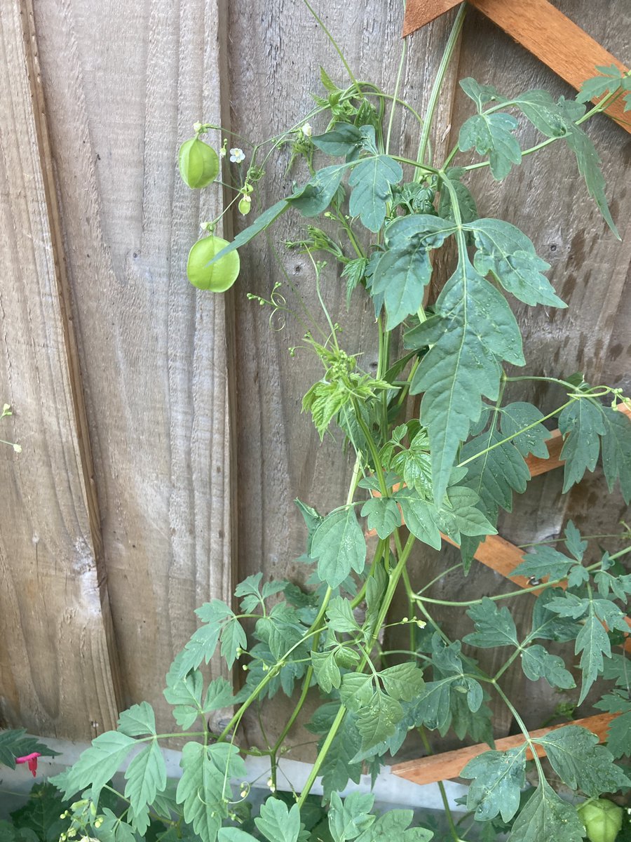 Kate Bod tweet media