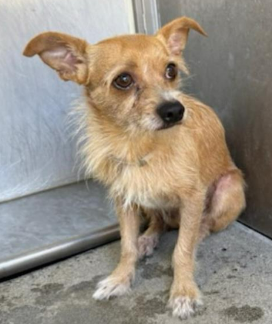 💔🆘💔 Little #Chihuahua CHICO looks so scared in his intake pic at Downey #California ACC☹️ He's just 3 yo, 9.5 lbs and adoption fees are waived through 8-31. The shelter is full - please give the #DowneyDogs a look🙏 info⬇️
#A5718870
