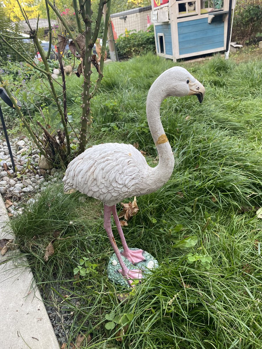 I just realised I got a (admittedly slightly bleached) #Flamingo in my garden 🤣
Even my <a href="/NAFOCatDivision/">NAFO Cats Division</a> cats don‘t dare to throw it over any more! 
#SlavaUkraine