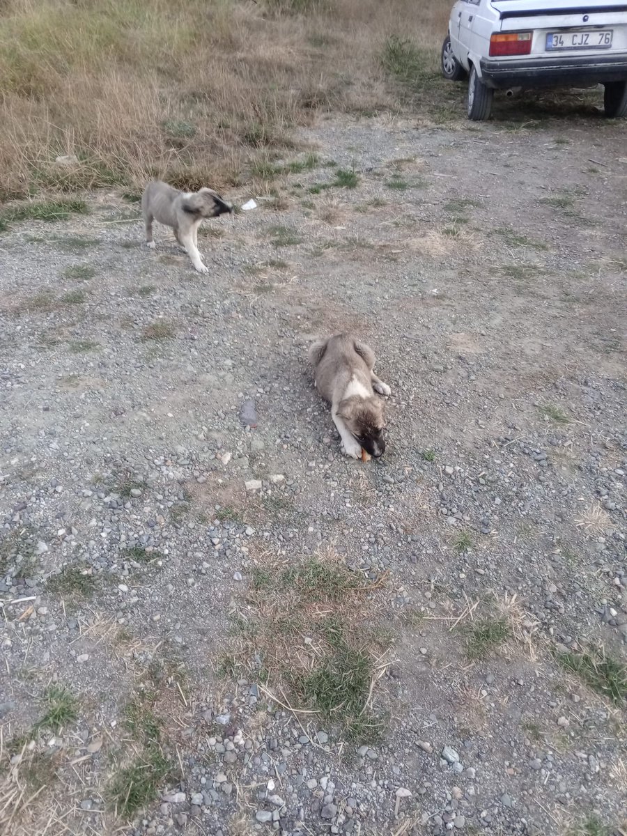 Ben köyde kalanları kurtarmaya çalışırken annesiz bir sürü yavru atmışlar yine ben bu kadar hiç çaresiz kalmamıştım