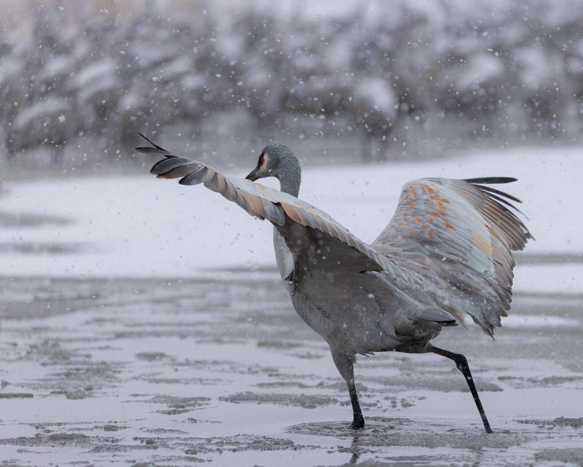 Something about me.

I love to photograph Sandhill cranes in the off season from storms!