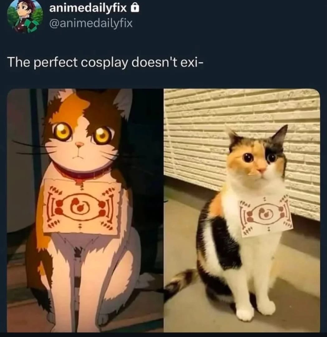 PunchingCat's tweet photo. https://t.co/PX5DUI3pJH