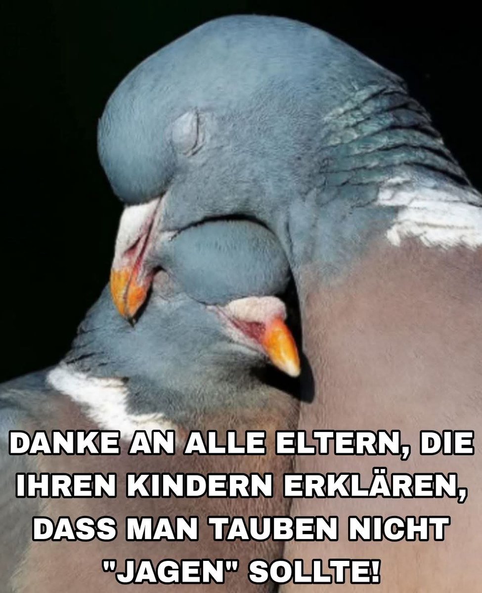 Gem_f_d_Tiere's tweet image. DANKE!💗
Lehrt euren Kindern einen empathischen Umgang mit Tieren jeglicher Spezies, auch Tauben sind wundervolle Tiere!🕊