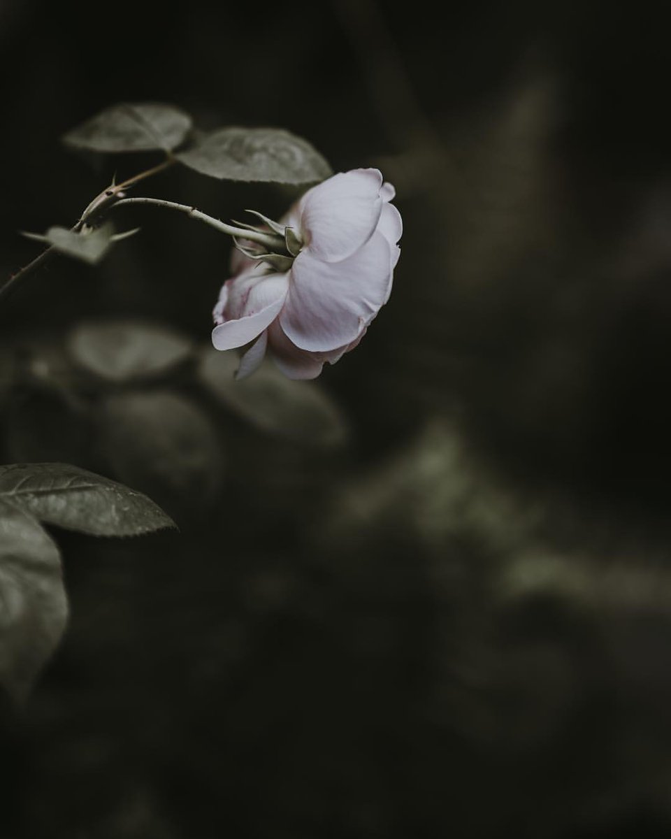 “He who has a why to live for can bear almost 
any how.”

~ Friedrich Nietzsche, 𝑇𝑤𝑖𝑙𝑖𝑔ℎ𝑡 𝑜𝑓 𝑡ℎ𝑒 𝐼𝑑𝑜𝑙𝑠
·

Annie Spratt