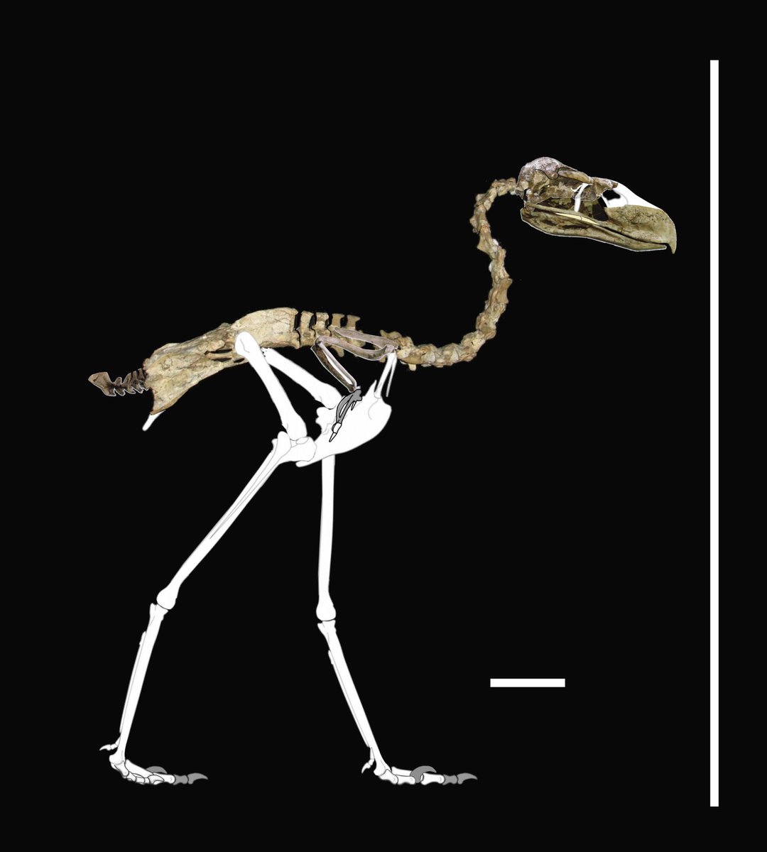 Procariama Simplex A little oddball called Procariama simplex. Like Mesembriornis, its ...