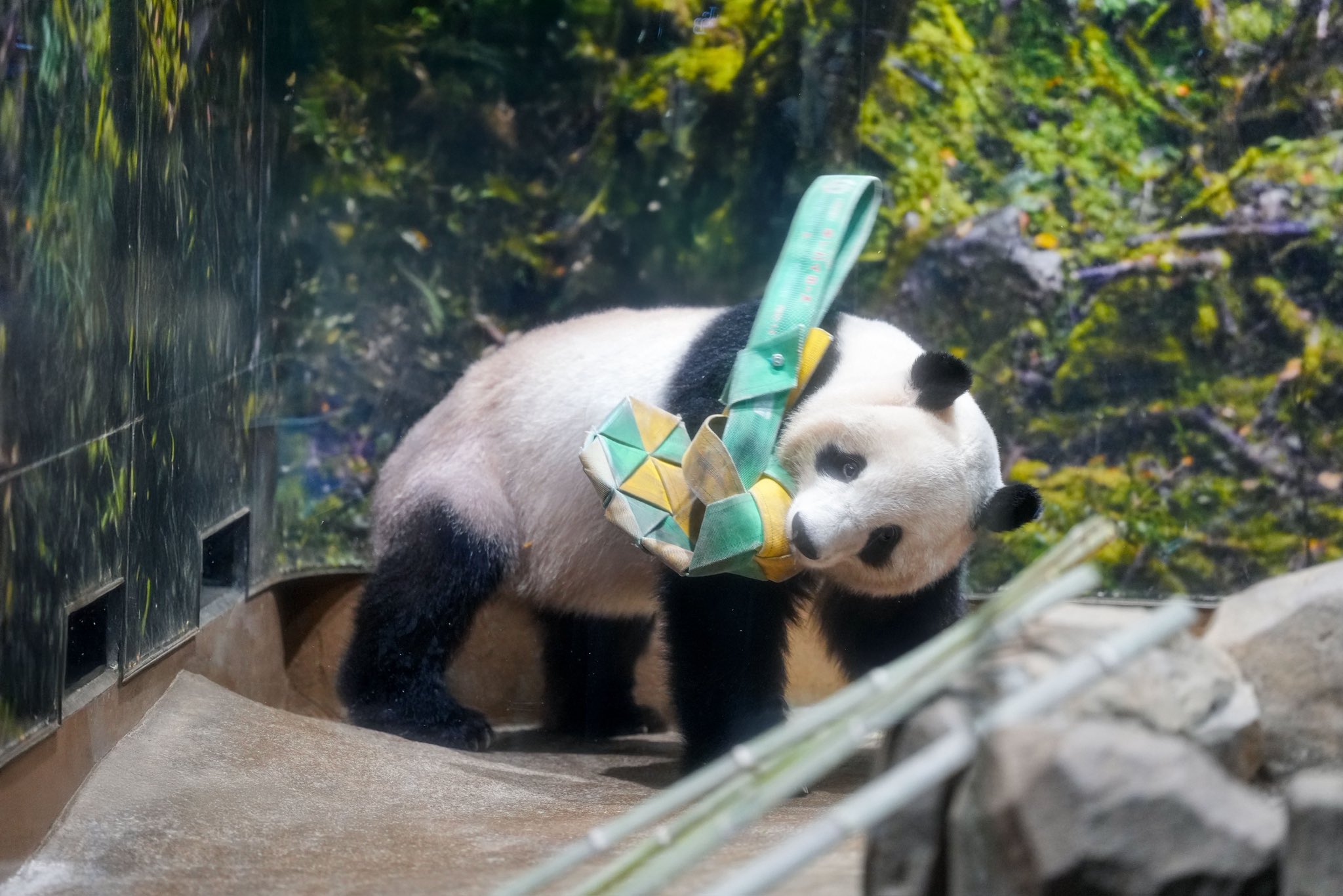 大学動物園 多摩動物公園 イブキとデュラのペアリングーその3－2024年9月
