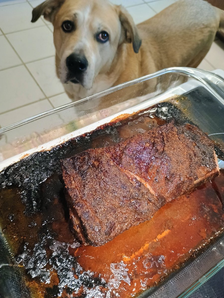 Harley giving his puppy eyes for some brisket 😂