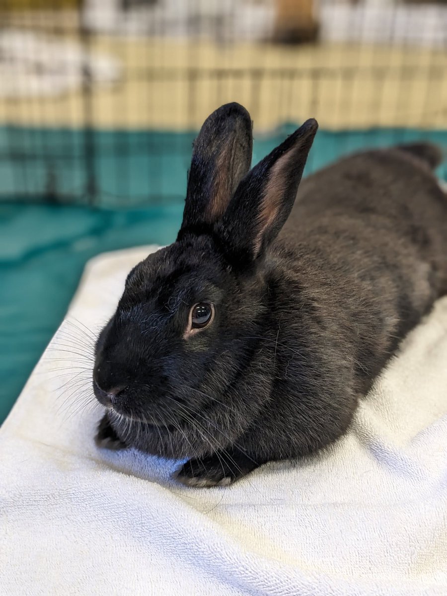 💚🐾 Last week's adoption numbers! 🐾💚

Over the past week 142 dogs, cats, and rabbits found new homes, including Chia! 🐰 

Congratulations to all the adopters and your new furry friends 🎉

Check out our website for all of our adoptable pets: thehumanesociety.org/adopt/