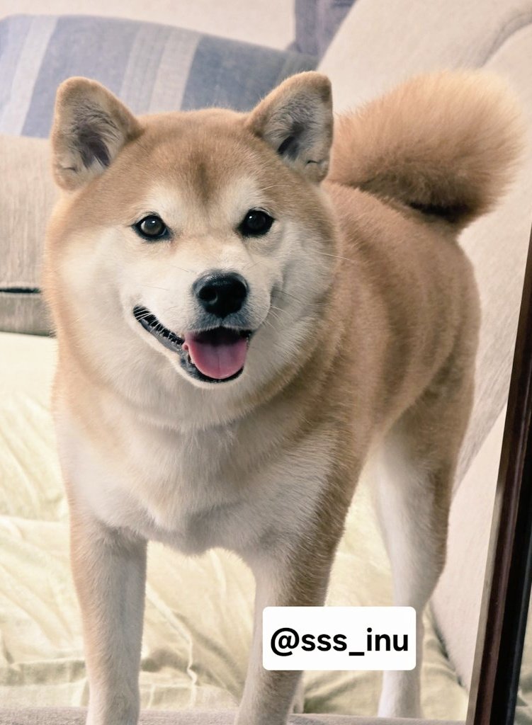 犬 on X: 