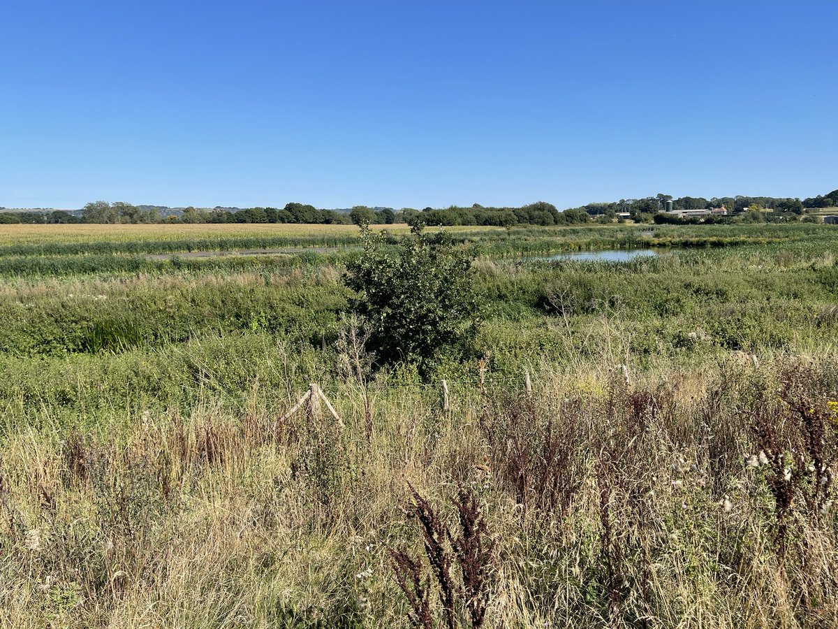 Neil Burt (@neilburt5) on Twitter photo 1 Greenshank, 5 Green Sandpipers, 4 Lapwings & 1 Common Snipe still on the <a href="/Conningbrook/">Conningbrook Lakes</a> Wetland area plus 3 each of Teal & Gadwall, 3 Little Egrets & 6 Tufted Ducks (main lake). 1 Greenshank, 5 Green Sandpipers, 4 Lapwings & 1 Common Snipe still on the <a href="/Conningbrook/">Conningbrook Lakes</a> Wetland area plus 3 each of Teal & Gadwall, 3 Little Egrets & 6 Tufted Ducks (main lake).