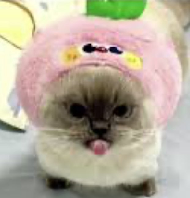 408ly's tweet image. Frank: