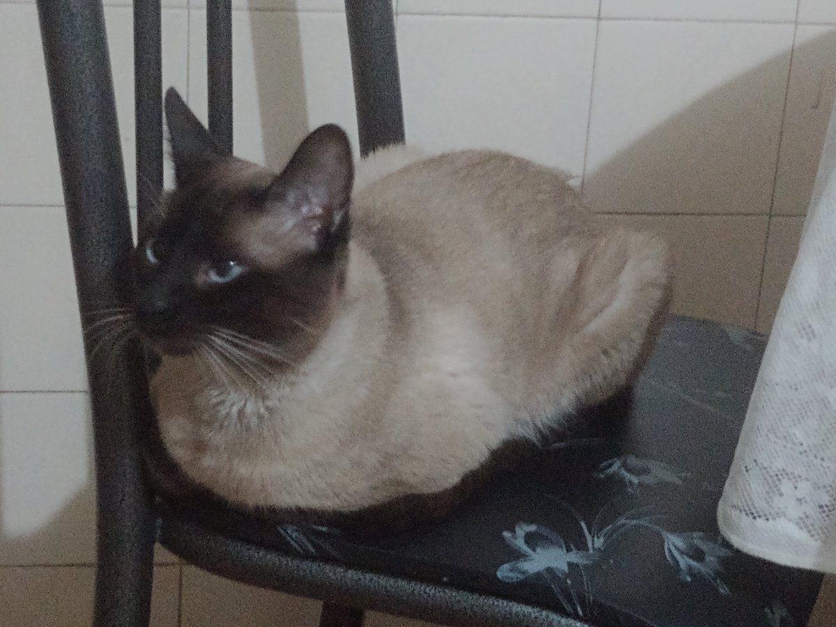 tommy loaf of bread
buying catnip and a cone for this stupid fool because he got a bad scab and i'm worried sick 😓