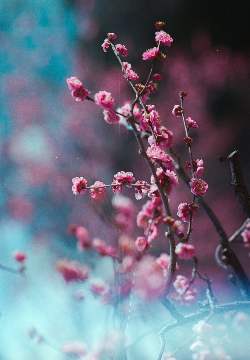 光線漏れしたフィルム写真
沸き立つ感じが好きな一枚

FUJIFILM X halfではコレを模擬したエフェクトがあるけど、完全ランダムなのですっけ？本当は光の漏れる位置に傾向はあるけど、そこまではね

そもそもコレってフィルム世代的には（あらー）ってなるから、意図的にって感覚は現代だなぁって思った