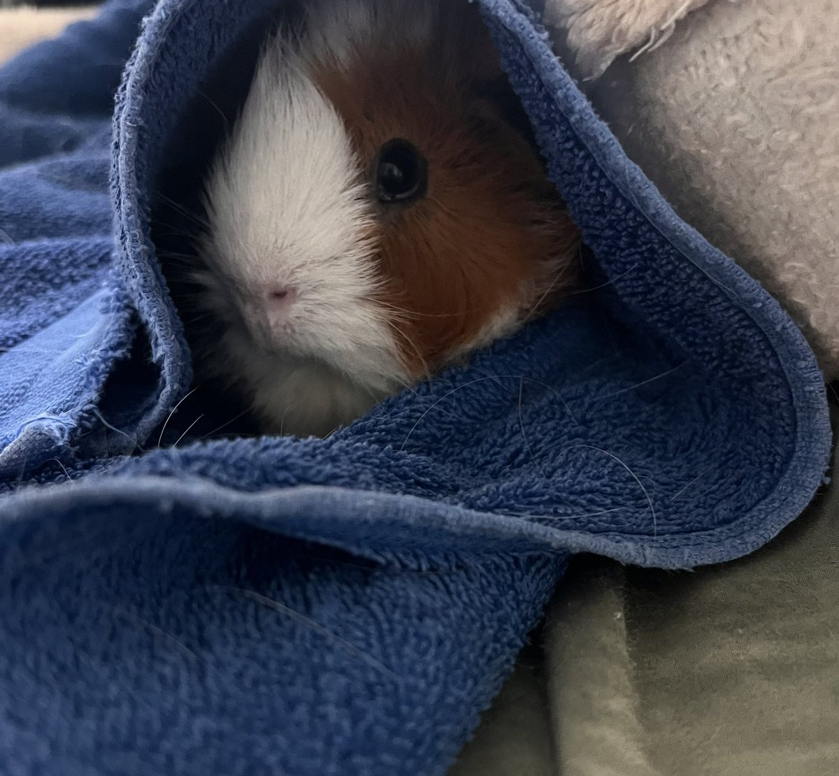 ❤️ I Need Help ❤️
(My Throne and Linktree to donate are below)

Saturday I noticed my guinea pig had stopped eating and moving around as well. I was able to take her to the vet today and it looks like pneumonia BUT I had caught it early and hopefully the antibiotics work. However