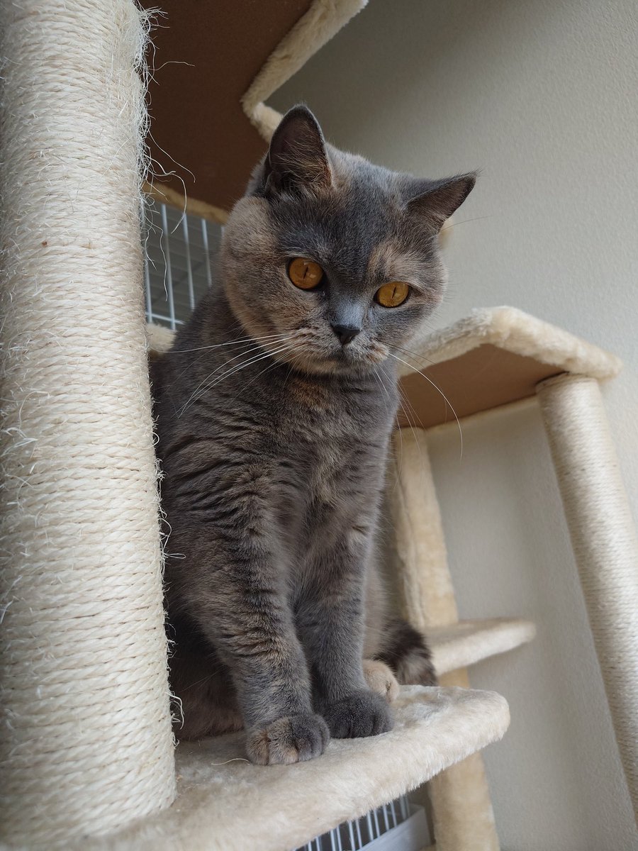 おはモカちゃん
#ブリティッシュショートヘア 
#猫のいる暮らし