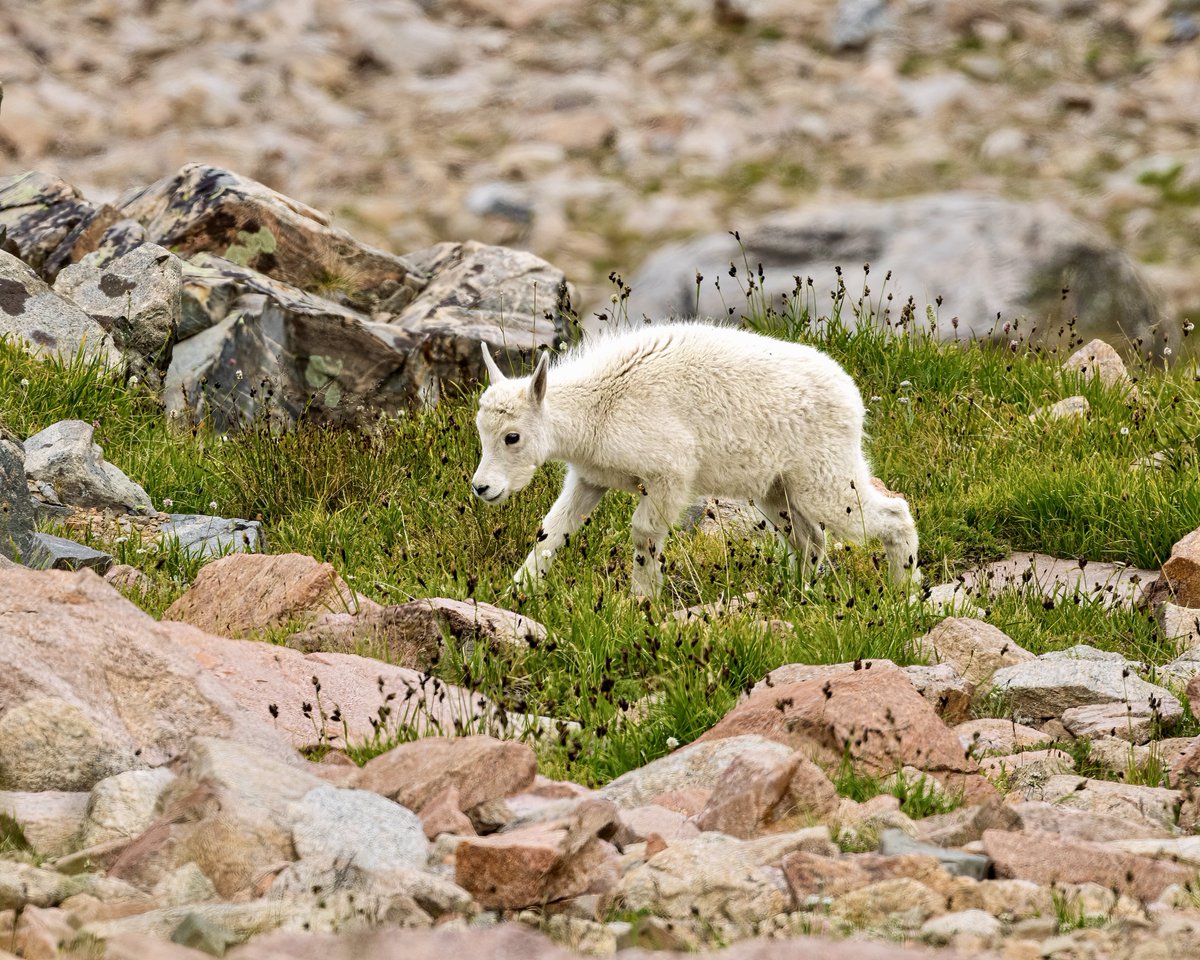 Mountain goat madness. So close to bringing that baby home with me