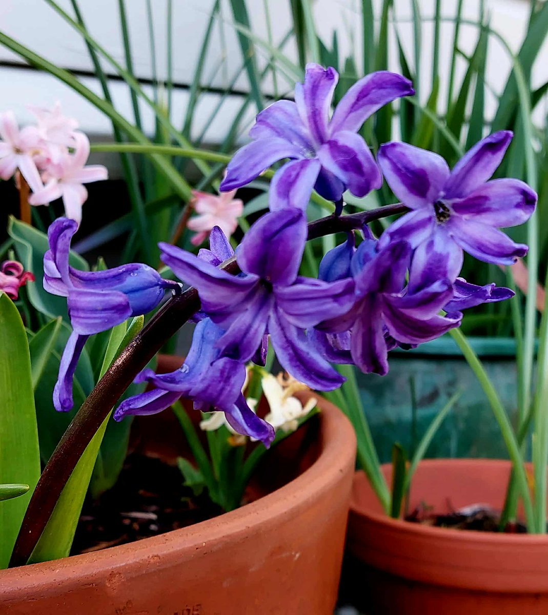 GabyLynch9's tweet image. I just realised I get to use the blue flower emoji 😄 #TuesdayBlue 🪻🌿🪻🌿🪻#SimpleThings 💙