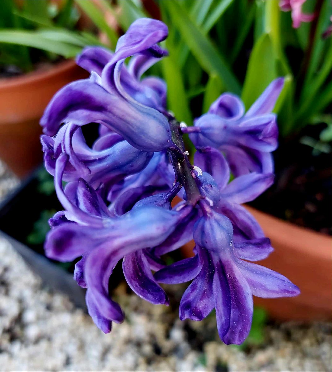 GabyLynch9's tweet image. I just realised I get to use the blue flower emoji 😄 #TuesdayBlue 🪻🌿🪻🌿🪻#SimpleThings 💙