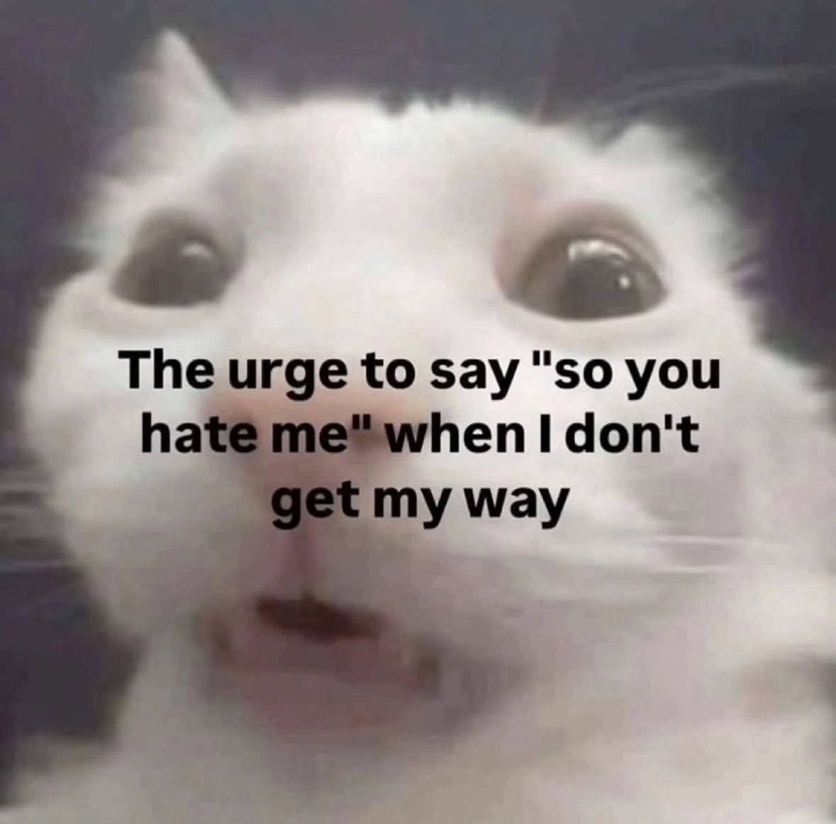 literallymecats's tweet image. 