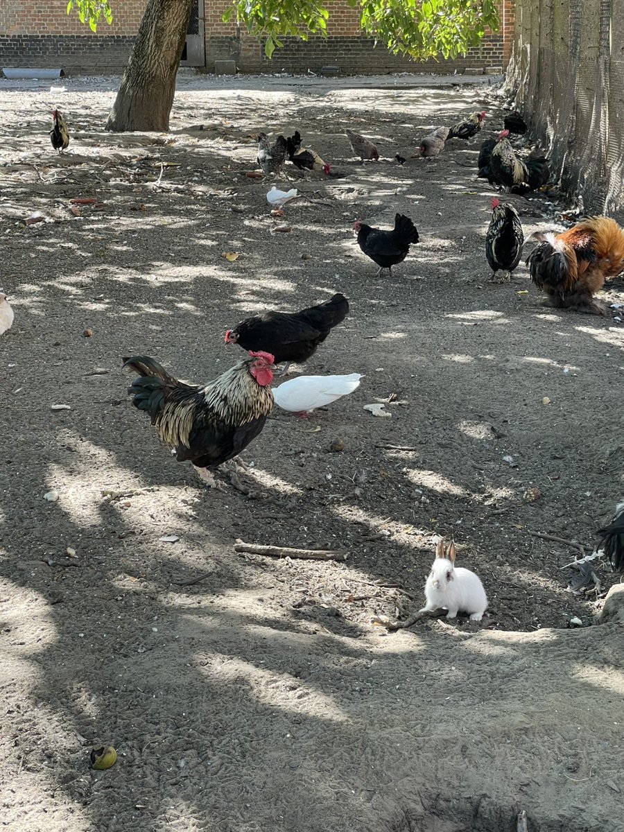 ベルギー修道院の庭に子ウサギが産まれてた🐰