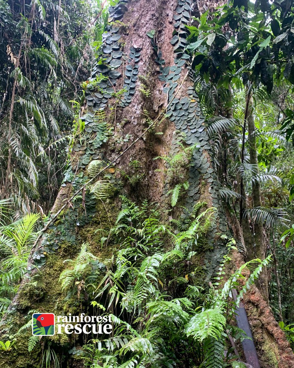 RFR_AU's tweet image. We believe #TreesAreTheAnswer 🌳🌱💚.⁠
⁠
Learn more:⁠
👉️ rainforestrescue.org.au/our-impact/pla…
⁠
Donate today:⁠
👉️ rainforestrescue.org.au/donate⁠
⁠
#RainforestGuardians #Daintree #RainforestRestoration #Conservation #Restoration #PlantARainforest #TreePlanting #DaintreeRainforest