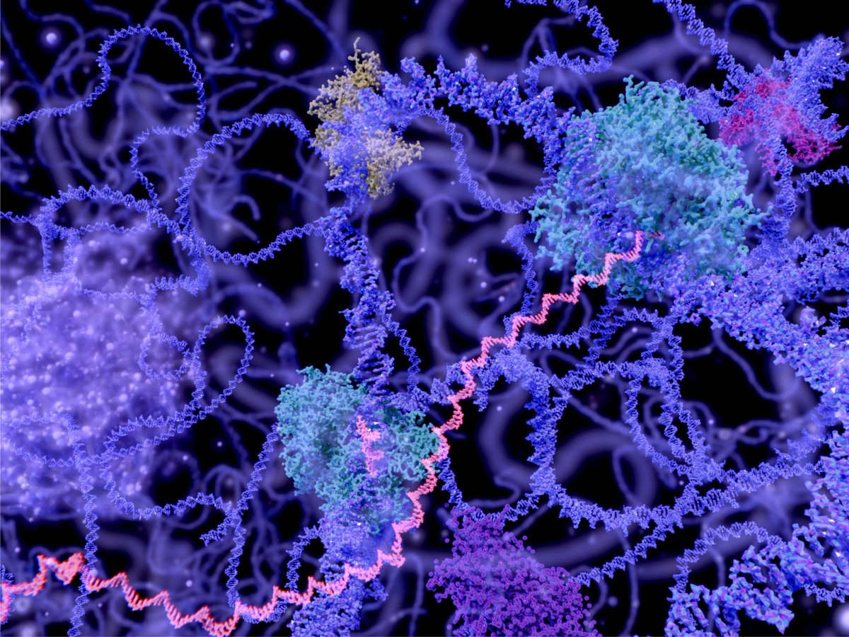 [Research update!] ASHBi researchers discovered new '3D Genome Organizer' linked to fertility and cancer. <a href="/NatureSMB/">NatureStructMolBiol</a> 
check here more: doi.org/10.1038/s41594… 
Press release:  ashbi.kyoto-u.ac.jp/ja/news_resear…