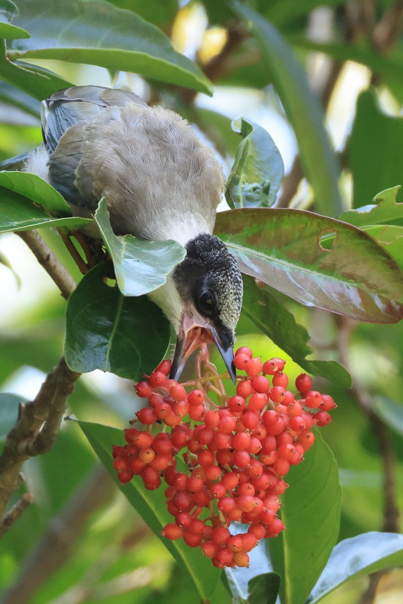 サンゴジュの実はまだ固い....
#オナガ

▼野鳥写真図鑑「オナガ」
global.canon/ja/environment…