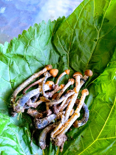 caracolpeyotero's tweet image. gran tema el de hoy  muchachos ilustres 
@El_Voice 
@Dan_B_R 
#Infinitos