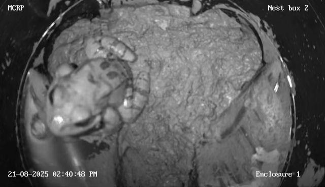 Our semi-wild safe haven just got a major boost 🐸💚

With new clay-lined nest boxes + built-in cameras, we can monitor Mountain Chicken frogs with less disturbance and share the footage with YOU! 📹✨

Read More: facebook.com/ReWildCaribbean

#SaveTheFrogs #Conservation