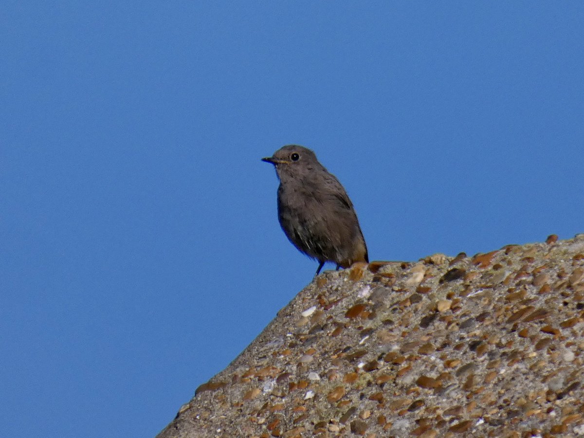 Landguard this morning in the sunshine produced Pied Flycatcher, Black Redstart &amp; various warblers. Instead of heading home I nipped to Shingle Street where I glimpsed the Greenish Warbler and was thrilled to hear it subsinging as well as calling.
