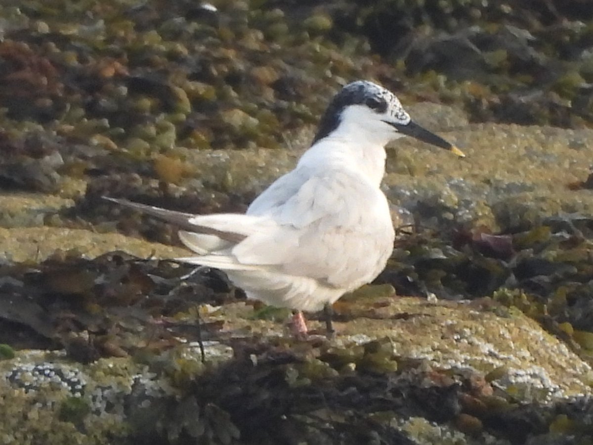 g76birder's tweet photo. Sandwich Tern r-N57 at Meikle Craigs, Troon on 13 August.  Ringed in Senegal in March 2023, sightings since then in the Netherlands, northern France and the Bann estuary https://t.co/TNuRPaDAr2