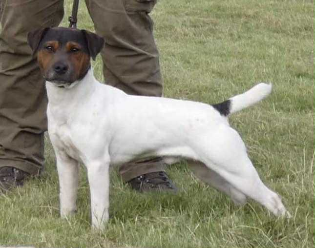 millypod1's tweet photo. 🆘21 AUG 2025 #Lost Ronnie #ScanMe
Jack Russell Terrier Male
Fields behind Williamwood High School
#Busby East Renfrewshire #Glasgow #Scotland #G76
https://t.co/JJS4g82Wii https://t.co/EqNoQCDCzm