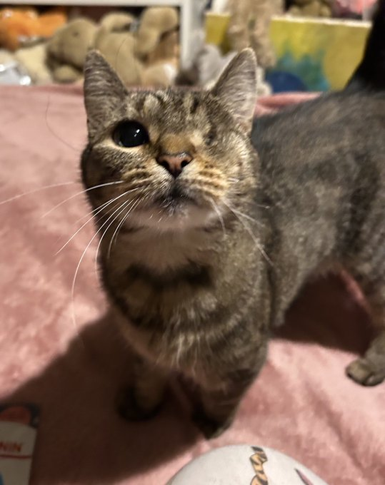 CatLovers577's tweet photo. worlds best girl who took her deflea pill with no issue and now wont stop begging for treats as a reward (me) #CatsLover https://t.co/aA65B06Ymg