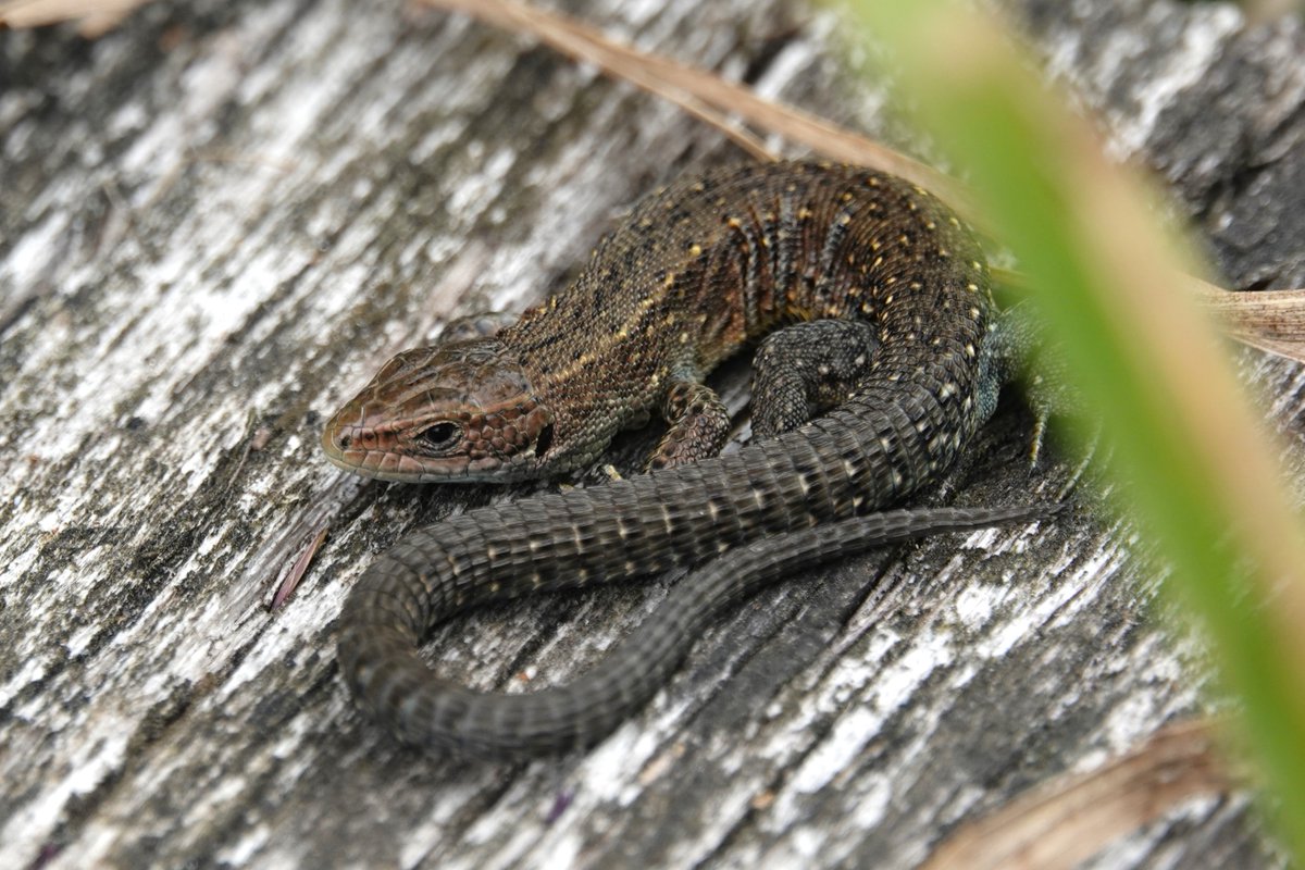Hazelworm en levendbarende hagedis; hagedis zonder en mét pootjes. Lekker chillen in het zonnetje in het (Neder)weerterbos :) <a href="/GemNederweert/">Gemeente Nederweert</a>