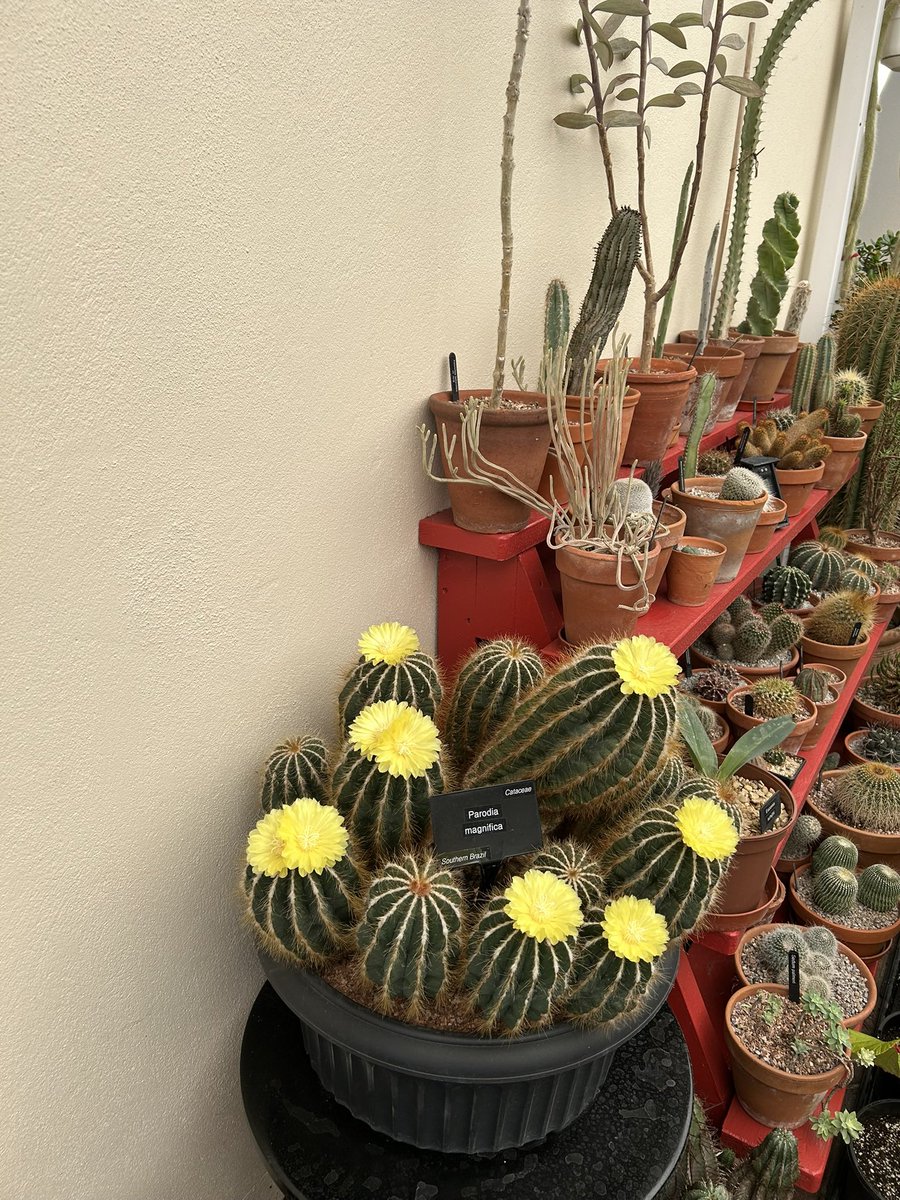 This is the second flush of flowers on our Parodia magnifica this year 😁
