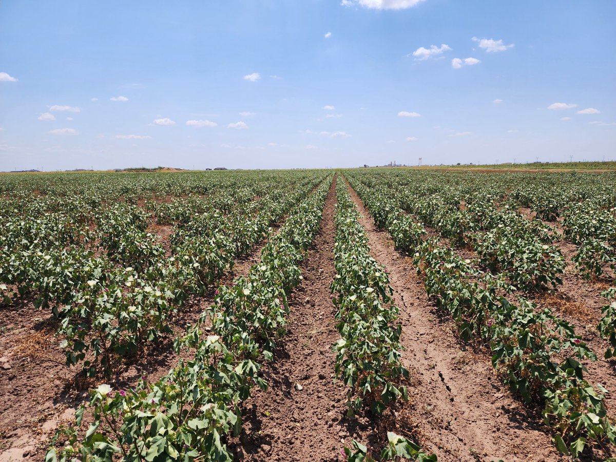 Mayank &amp; Alondra captured gas-exchange data across plots with different planting densities, grown under rainfed condi., &amp; treated with nano-fertilizers. Curious2see how density×nutrition×drought shape cotton physiology!🤞🙌🙌🥳 #CropForageLivestockSystemsProgram <a href="/KJagadish_TTU/">Krishna Jagadish</a>