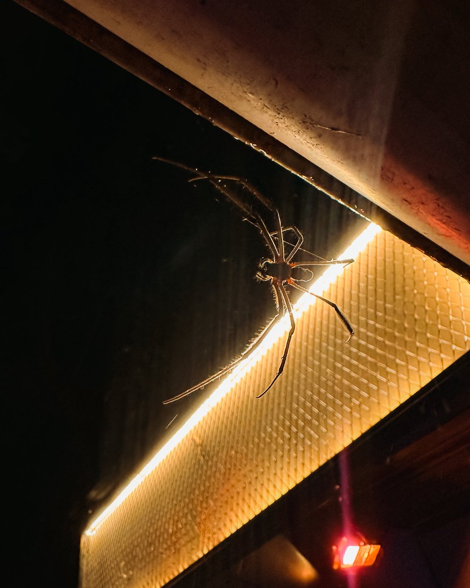 Along came a spider.