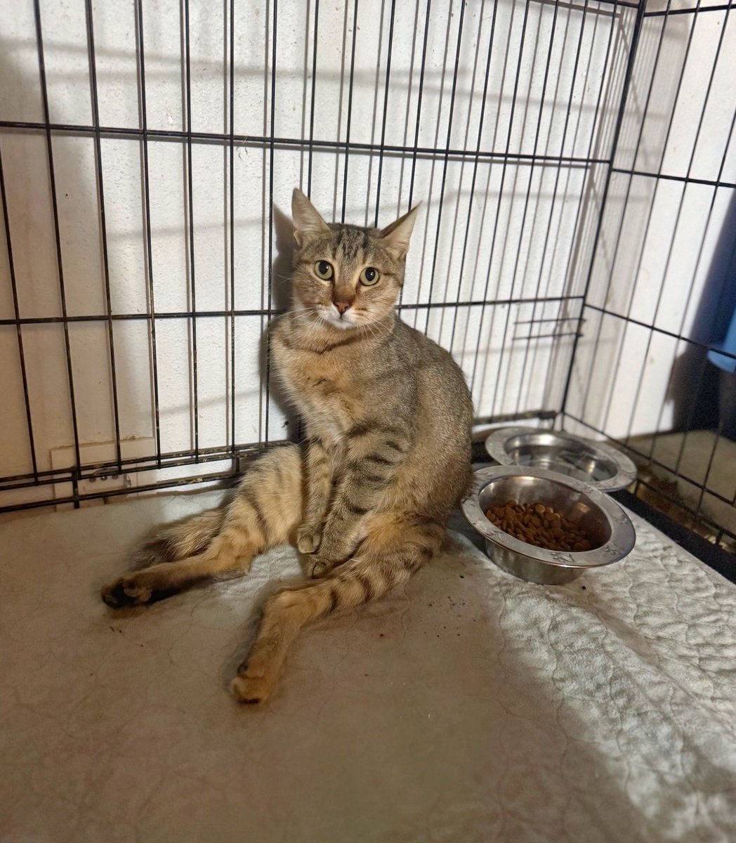 Bir kedi sürünerek gidiyor diye aradılar. Vücudunda bir sürü saçma çıktı. Küçücük kediyi vurmuşlar. Belden aşağı felç kaldı.