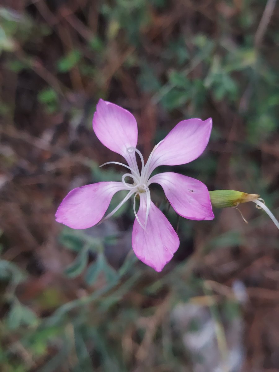 Maria Lea tweet media