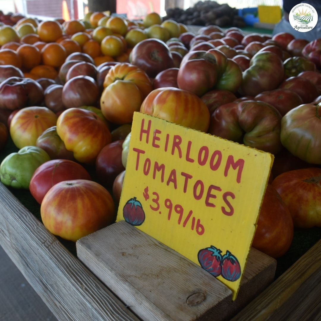 Heirloom tomato season is here! 🍅🌞 Known for their vibrant colors and bold flavors, you can find these beauties at many Montgomery County farm stands and markets. Don’t miss out on one of summer’s tastiest treasures
#HeirloomTomatoes #FarmToTable #MontgomeryCountyAg #FarmStand