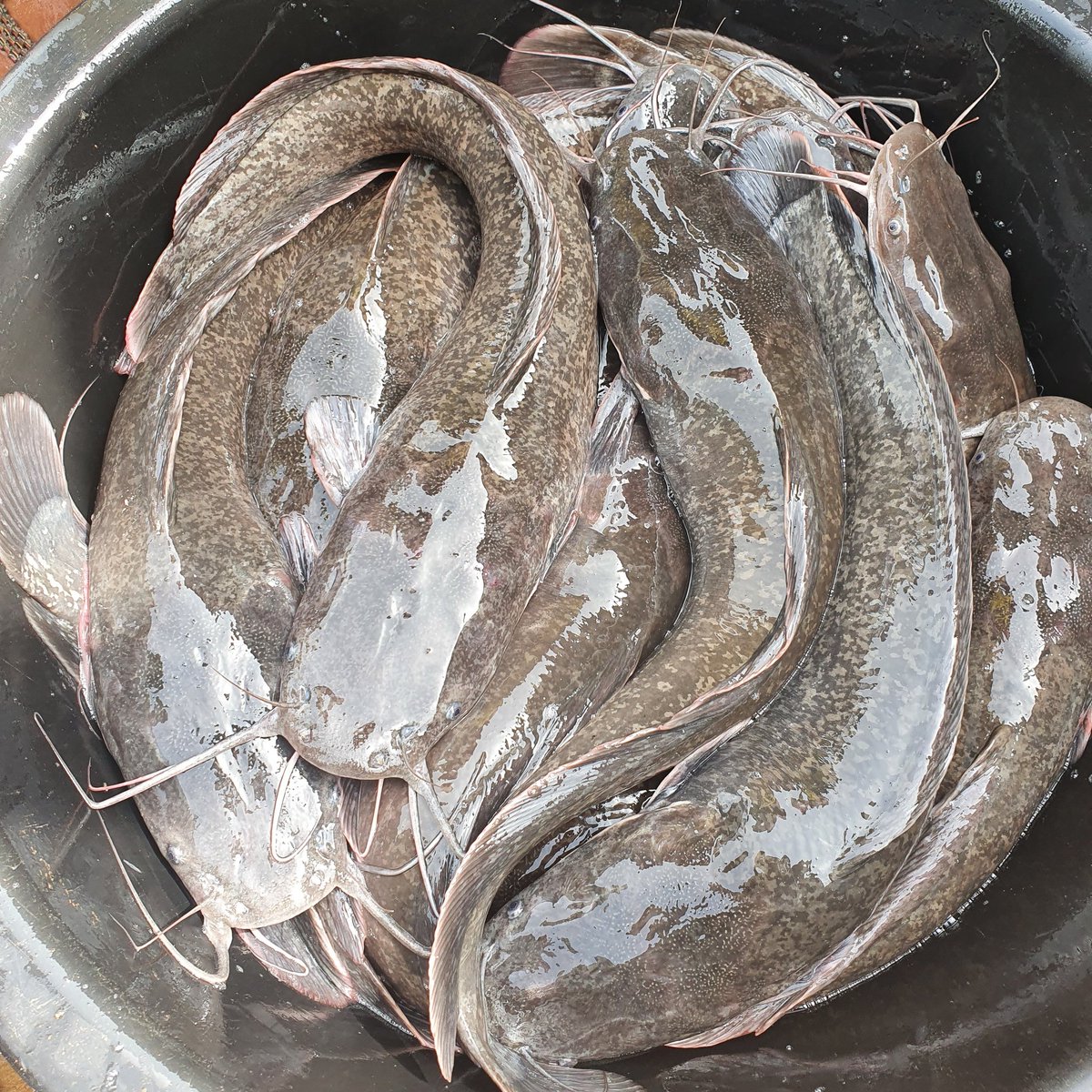 LASGFISHFARM's tweet image. #NewProfilePic