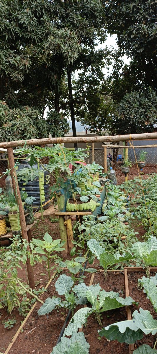 AFRIWISEFDN's tweet image. Who said you need acres of land?
 A little creativity  and sustainability brings healthy food on the table.
#AWF
 #GreenSolutions #UrbanGardening&quot;
