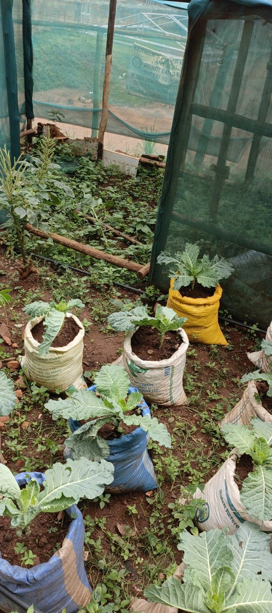 AFRIWISEFDN's tweet image. Who said you need acres of land?
 A little creativity  and sustainability brings healthy food on the table.
#AWF
 #GreenSolutions #UrbanGardening&quot;