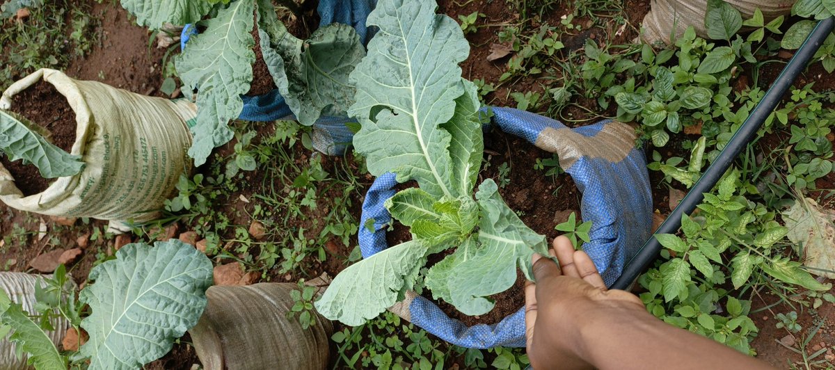 AFRIWISEFDN's tweet image. Who said you need acres of land?
 A little creativity  and sustainability brings healthy food on the table.
#AWF
 #GreenSolutions #UrbanGardening&quot;