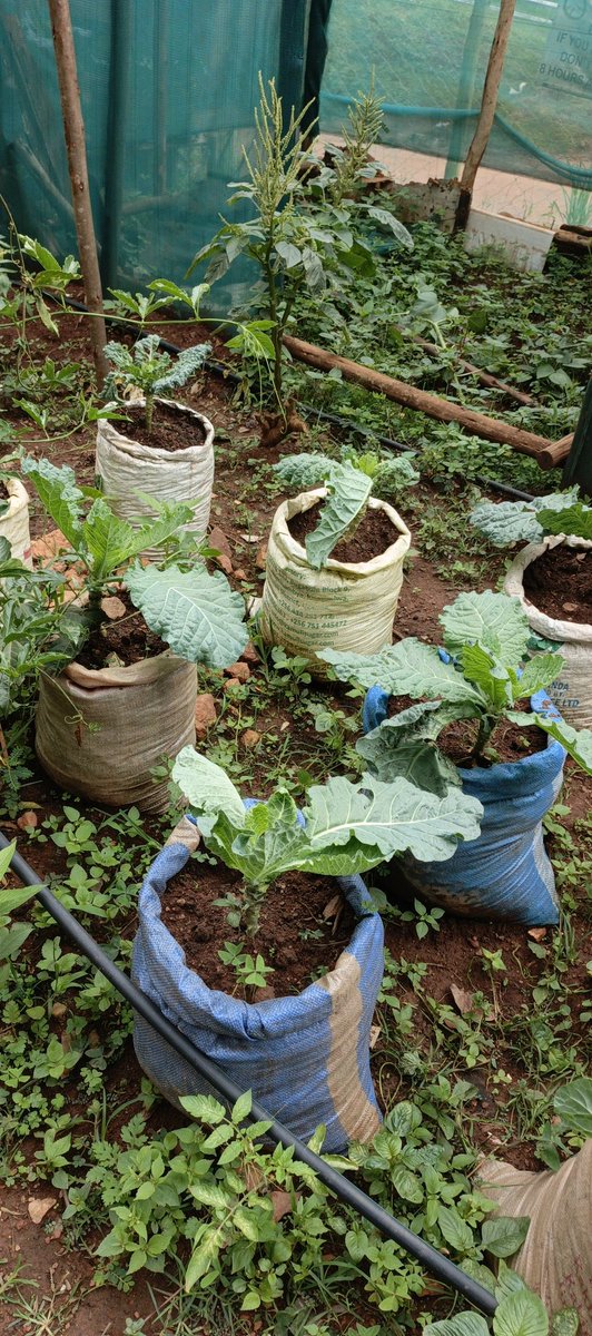 AFRIWISEFDN's tweet image. Who said you need acres of land?
 A little creativity  and sustainability brings healthy food on the table.
#AWF
 #GreenSolutions #UrbanGardening&quot;