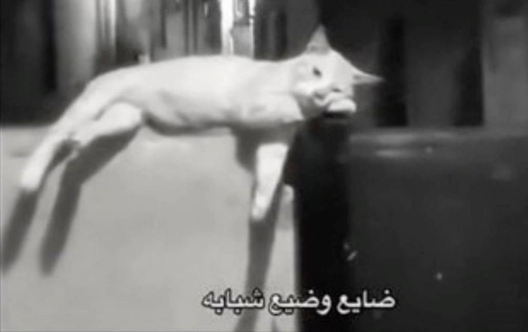 كلنا ي مياو .. 🤧