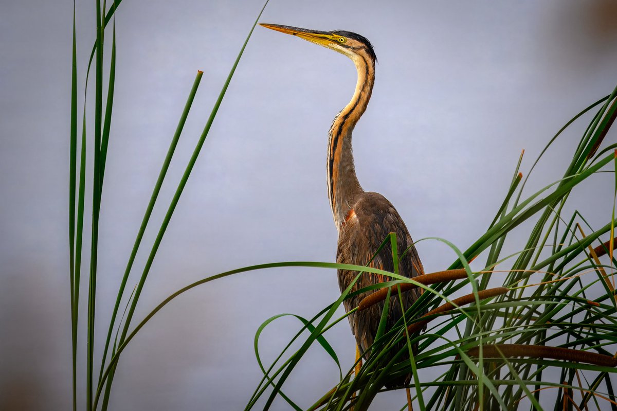 Purple Heron at home in the reeds.